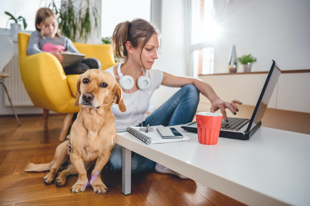 Wohnungshunde welcher Hund ist für die Wohnung